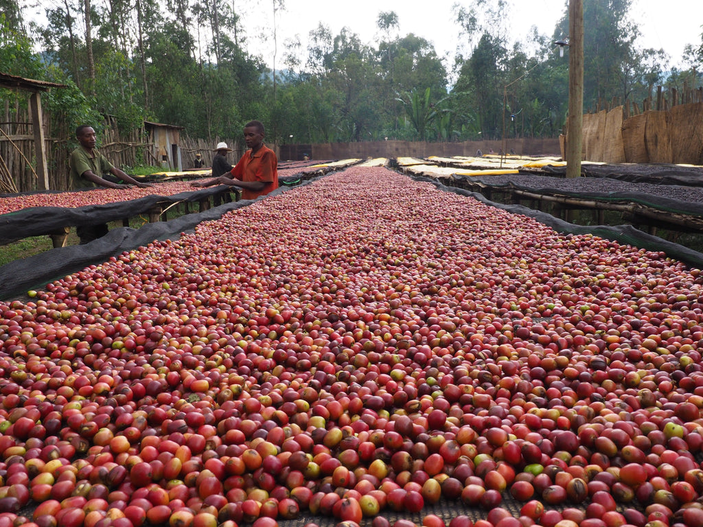 Laalisa_20Yirgacheffe.jpg