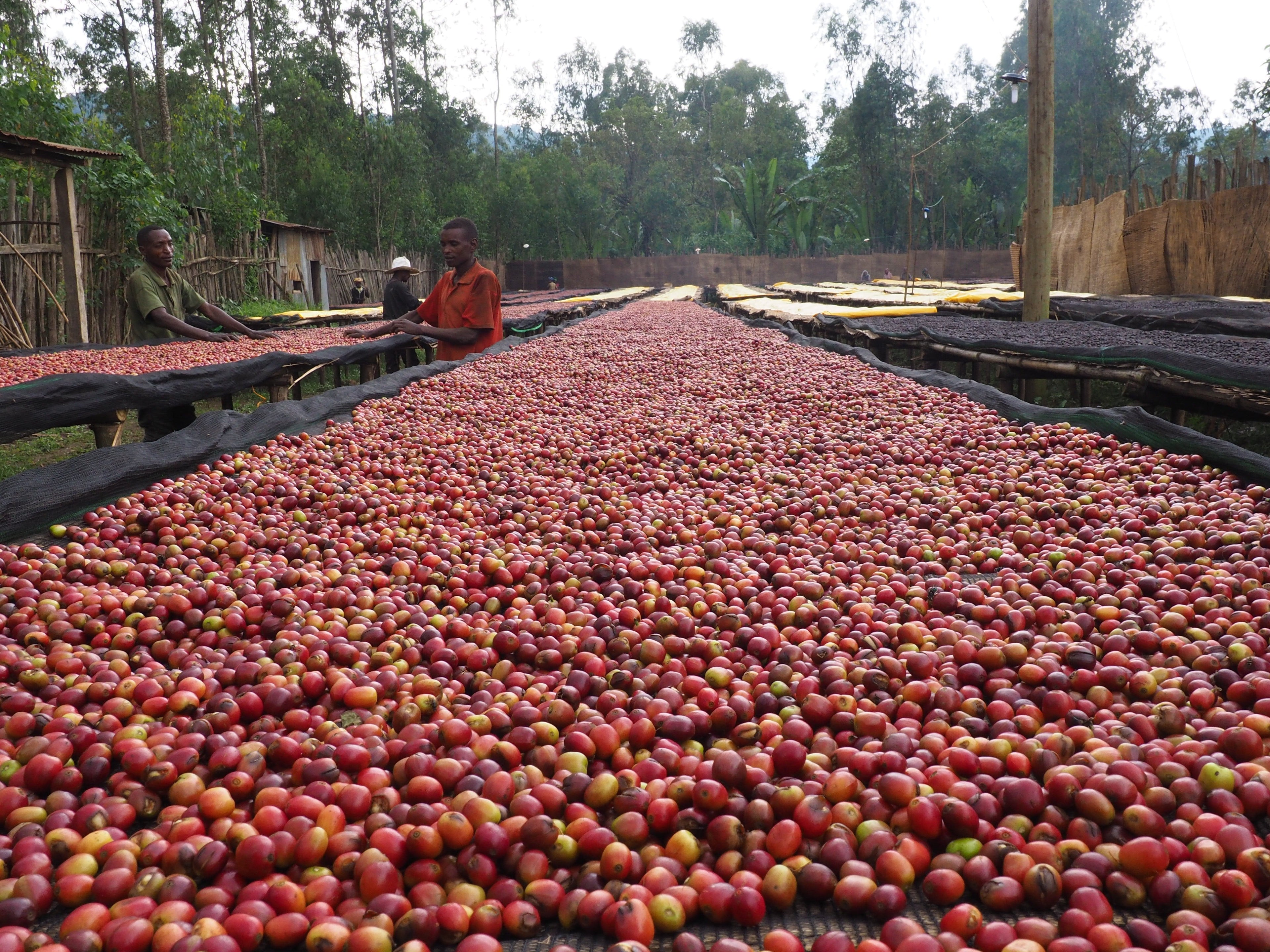Laalisa_20Yirgacheffe.jpg