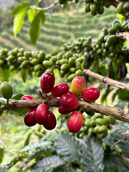 Colombia | Las Flores | Jhoan Vergara | Java Fruit Forward Berry Ensemble Natural | Signature Series