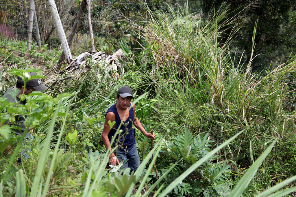 Colombia | El Diamante | Neftali Castro | Pink Bourbon Washed