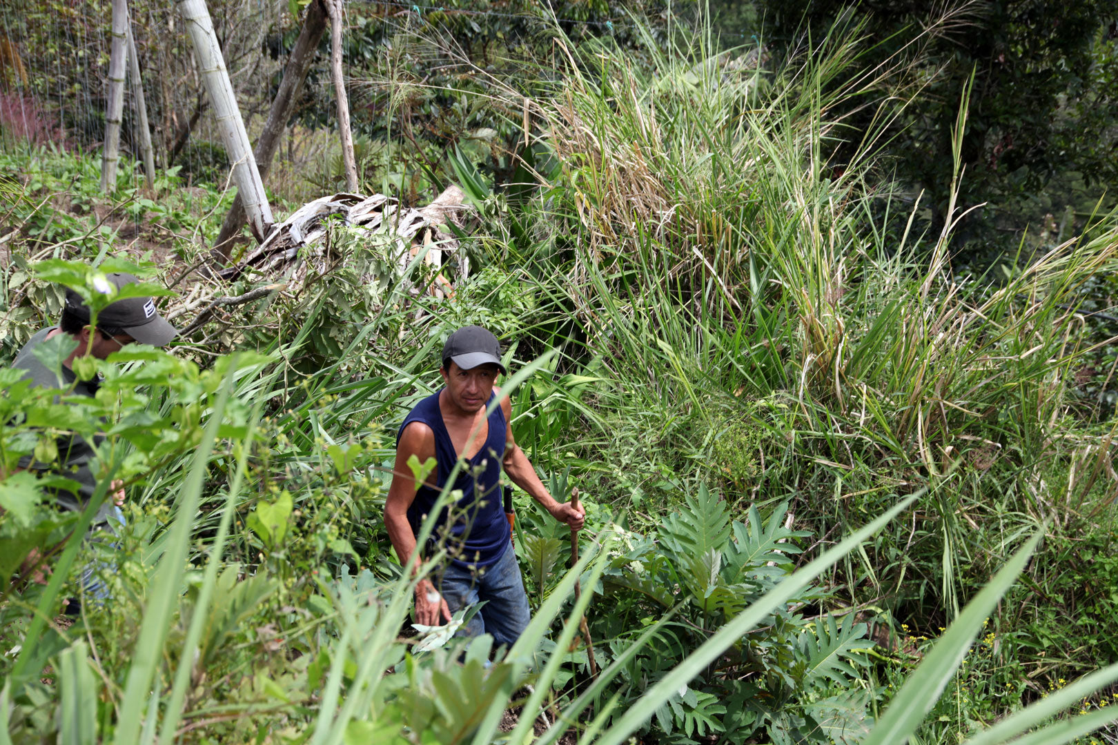 Colombia | El Diamante | Neftali Castro | Pink Bourbon Washed