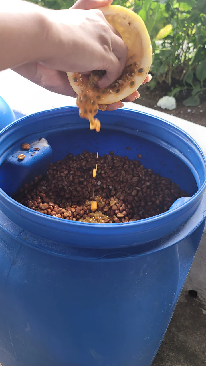 Colombia | Santa Monica | Jairo Arcila | Castillo Honey, Passionfruit Co-Ferment