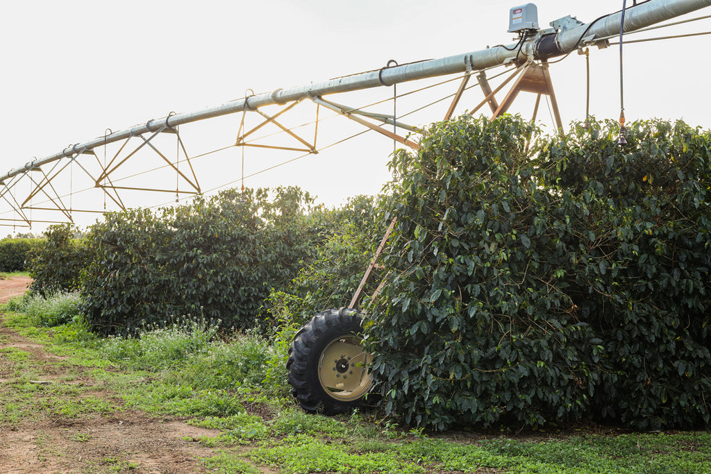 Brazil | Fazenda Progresso | Catuaí / Topazio Natural