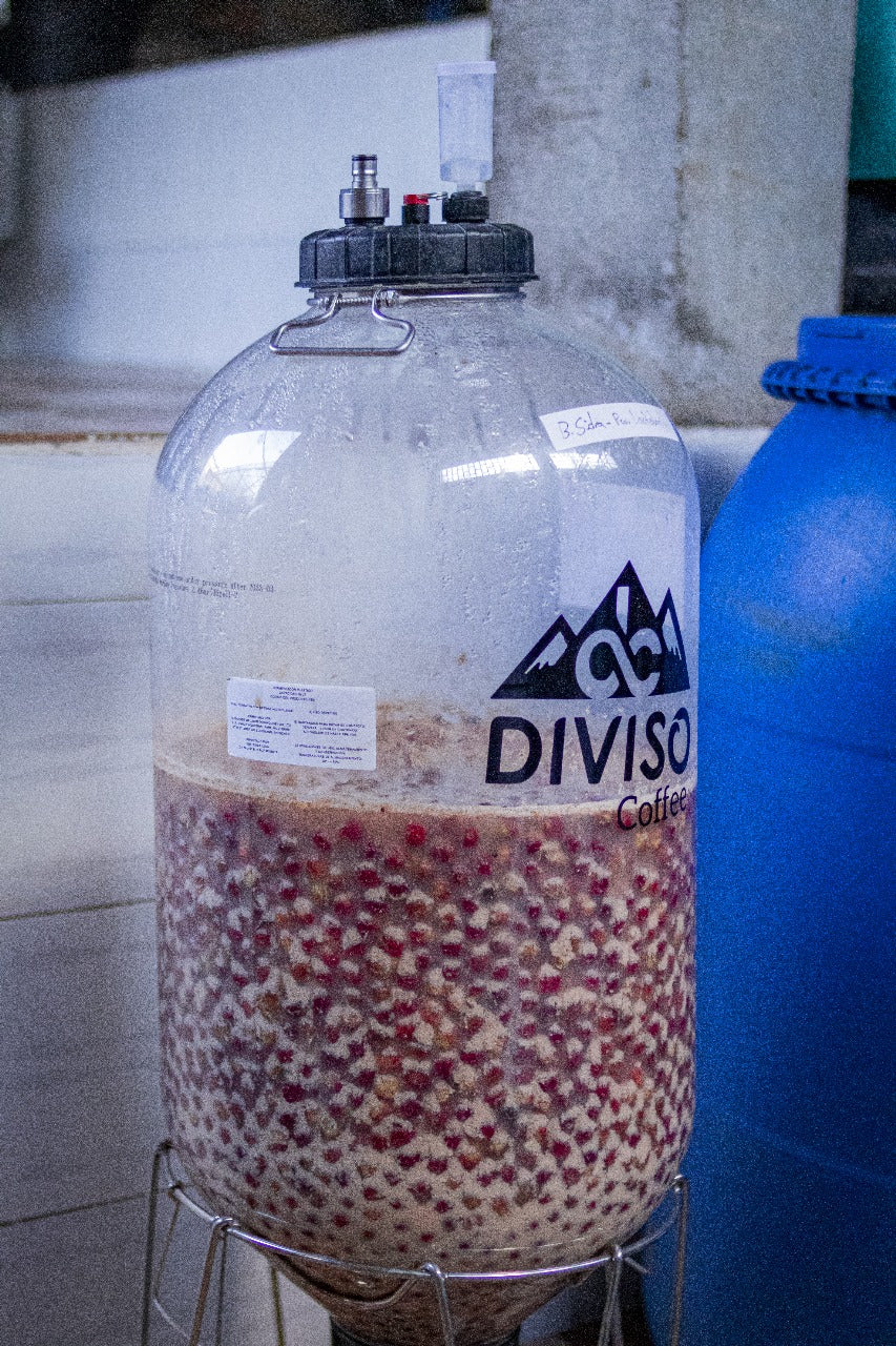 Colombia | El Diviso | Adrian Lasso | Sidra Bourbon (Hydrohoney Duo Cherry Velvet) | Signature Series