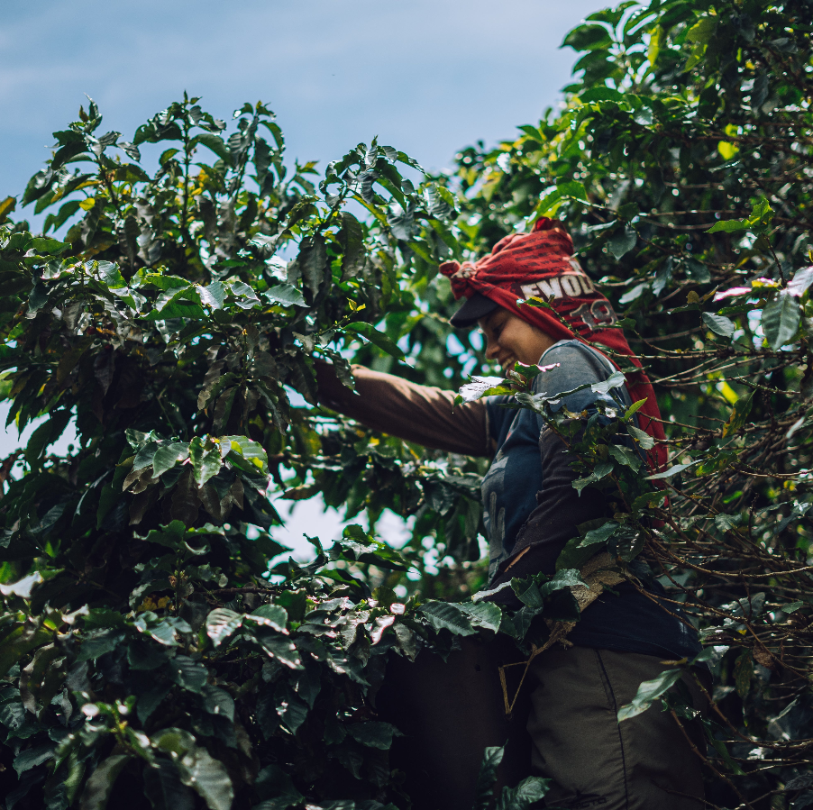 Colombia | Finca Pedregal | Fernando Paiva | Caturra Washed #8487