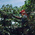 Colombia | Finca Pedregal | Fernando Paiva | Caturra Washed #8487