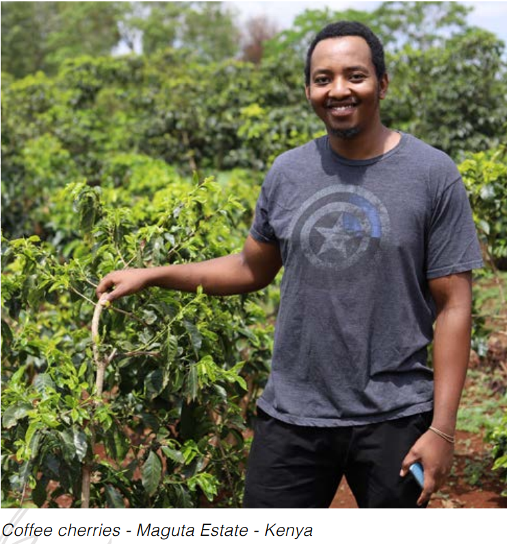 Kenya | Maguta Estate | SL28/SL34 | CM Super Natural | Signature Series