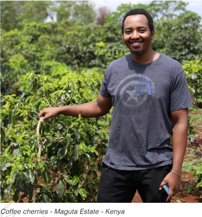 Kenya | Maguta Estate | SL28/SL34 | CM Super Natural | Signature Series