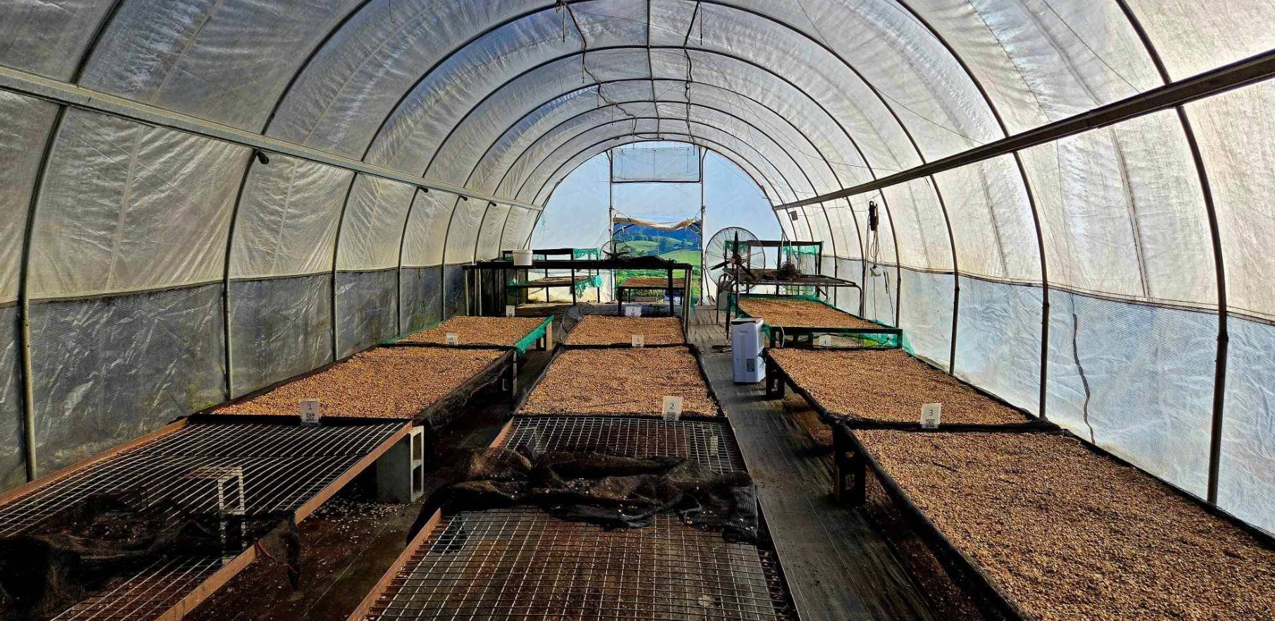 Australia | Crater Mountain | Lucy Stocker | Catuai Rojo Specialty Lot