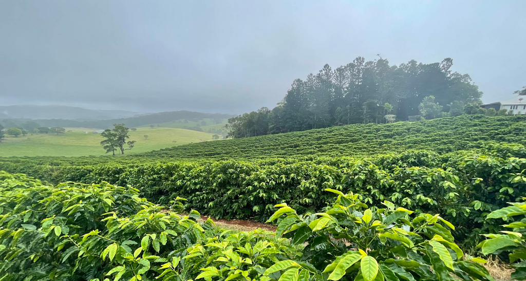 Australia | Crater Mountain | Lucy Stocker | Catuai Rojo Specialty Lot