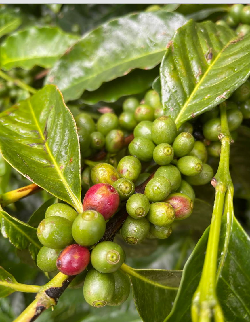 Australia | Crater Mountain | Lucy Stocker | Catuai Rojo Specialty Lot