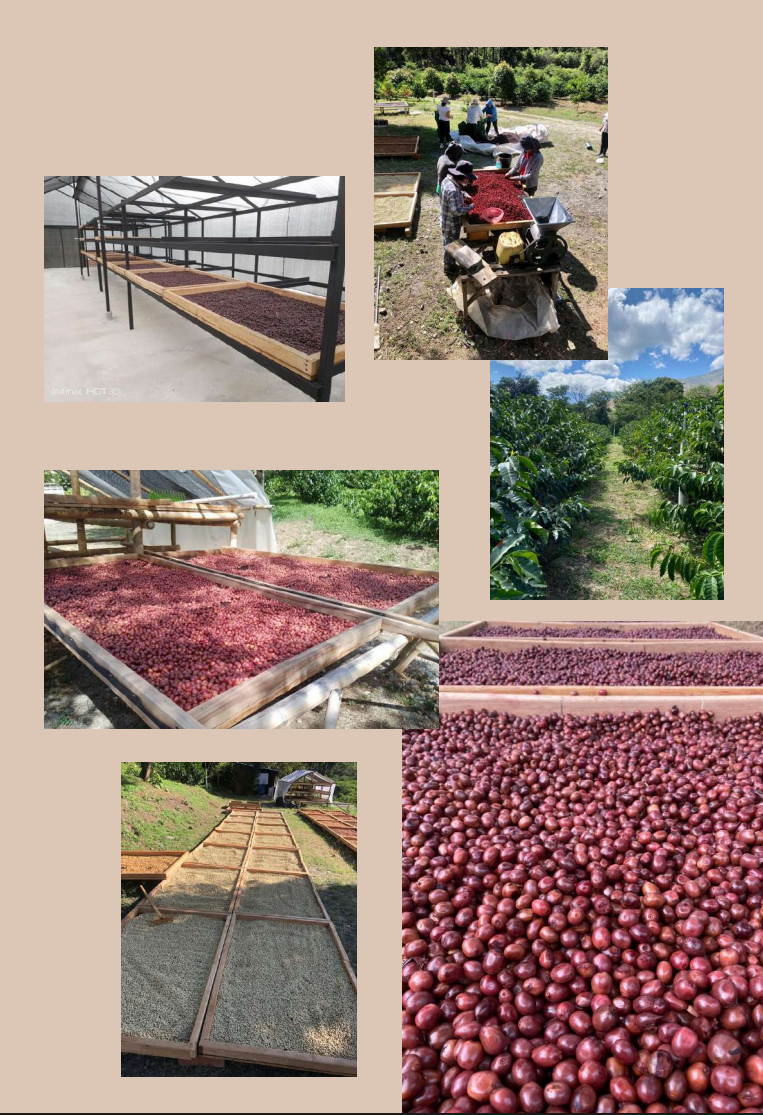 Ecuador | Vinka Farm | Carlos & Maria Fernanda | 2025 Sidra Washed Wild Mosto