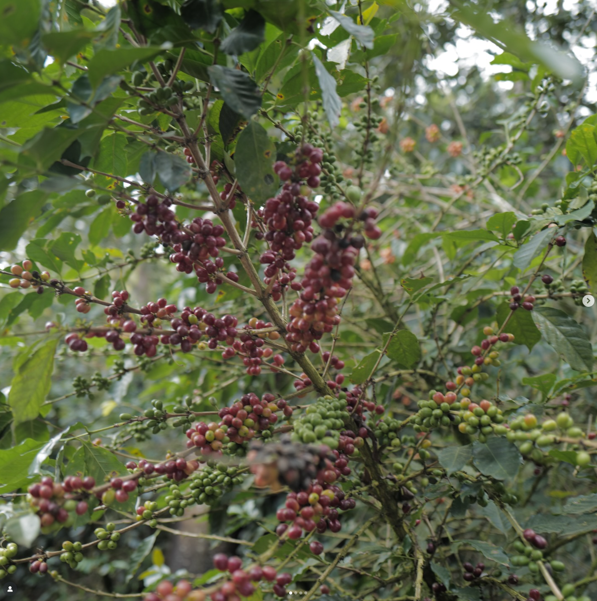 Ecuador | Soledad | Pepe Jijon | Sydra Wave Washed