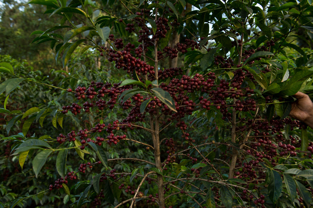 Ethiopia | Banko Gotiti | Kurume & Wolisho Natural