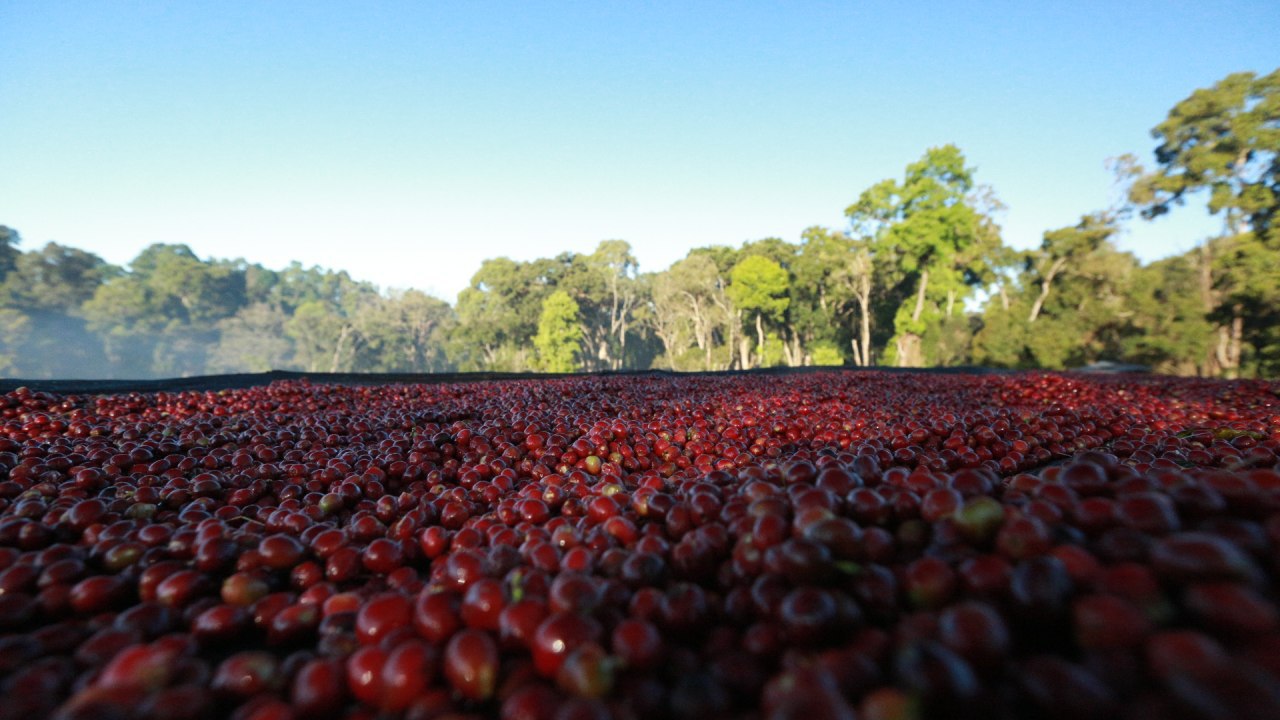Coffee farms around Buku at up to 2,350 metres above sea level