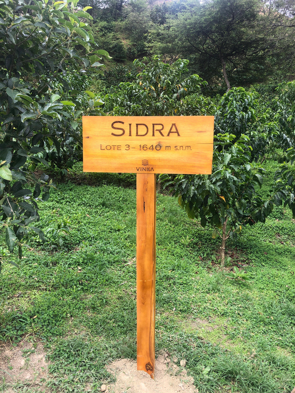 Ecuador | Vinka Farm | Carlos & Maria Fernanda | 2025 Sidra Washed Yeast