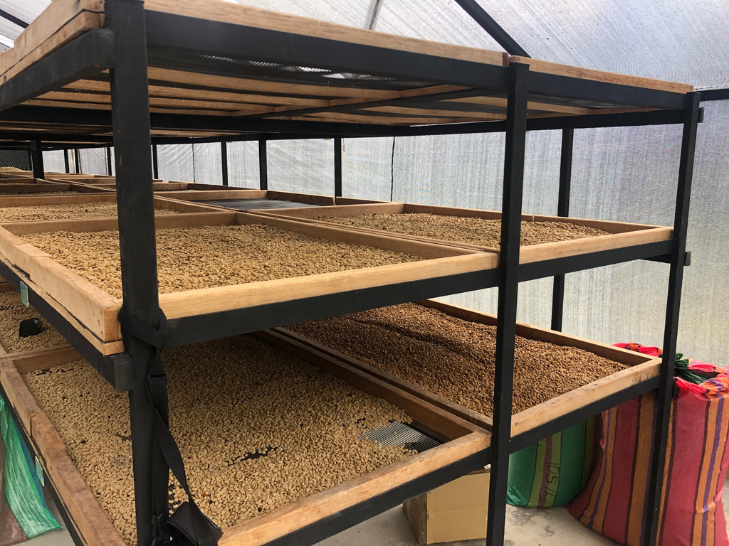 Ecuador | Vinka Farm | Carlos & Maria Fernanda | 2025 Sidra Washed Yeast