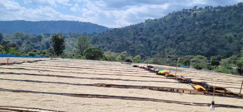 Ethiopia | Yirgacheffee Danche | Heirloom Red Honey G1