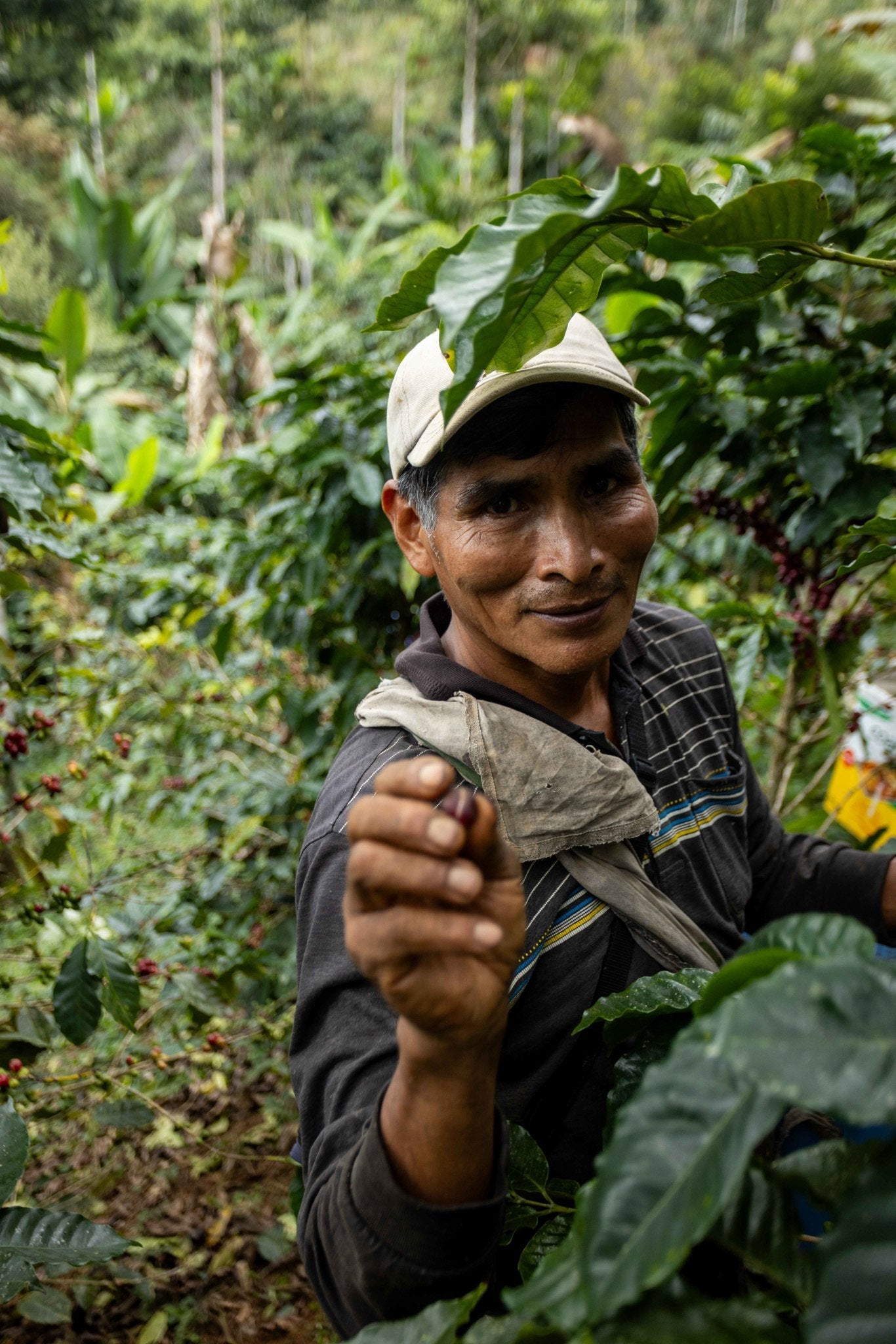 APCERL producer picking cherries