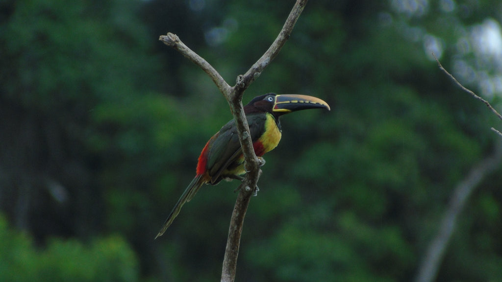 Birdlife at APCERL, Madidi National Park