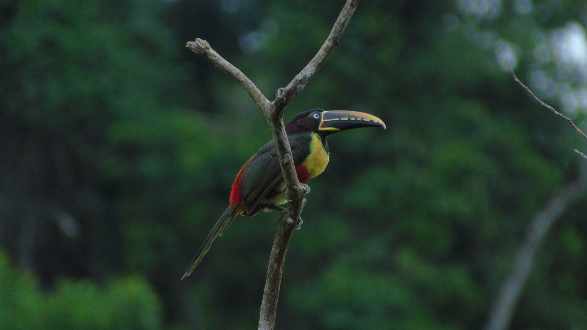 Birdlife at APCERL, Madidi National Park