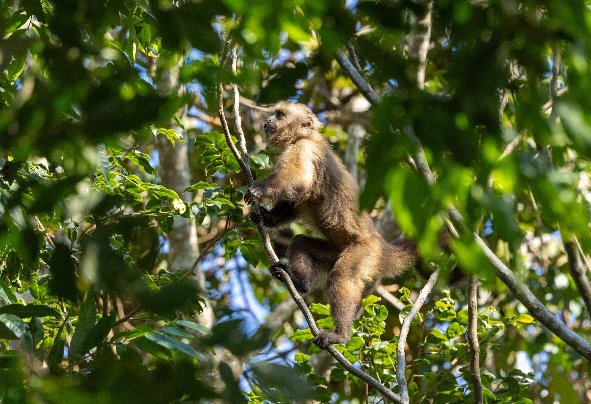 Wildlife at APCERL, Madidi National Park