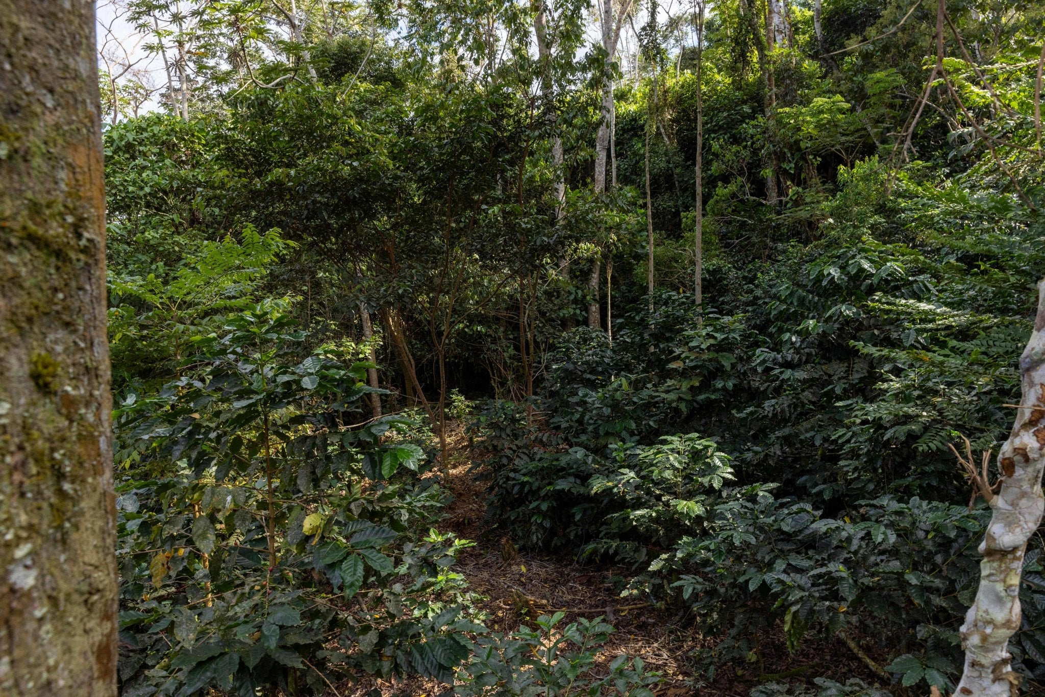 Shade-grown coffee at APCERL