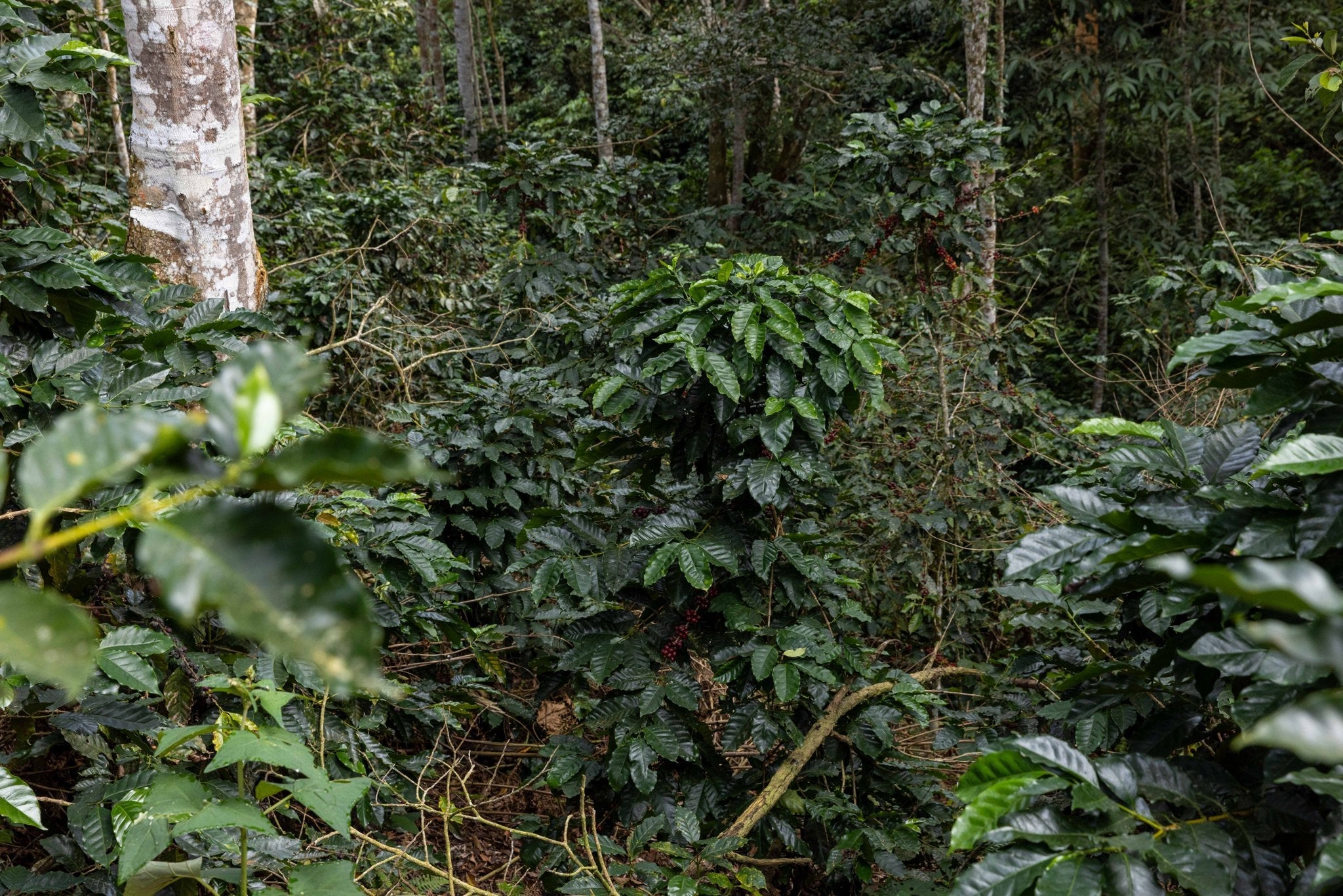 Shade-grown coffee at APCERL