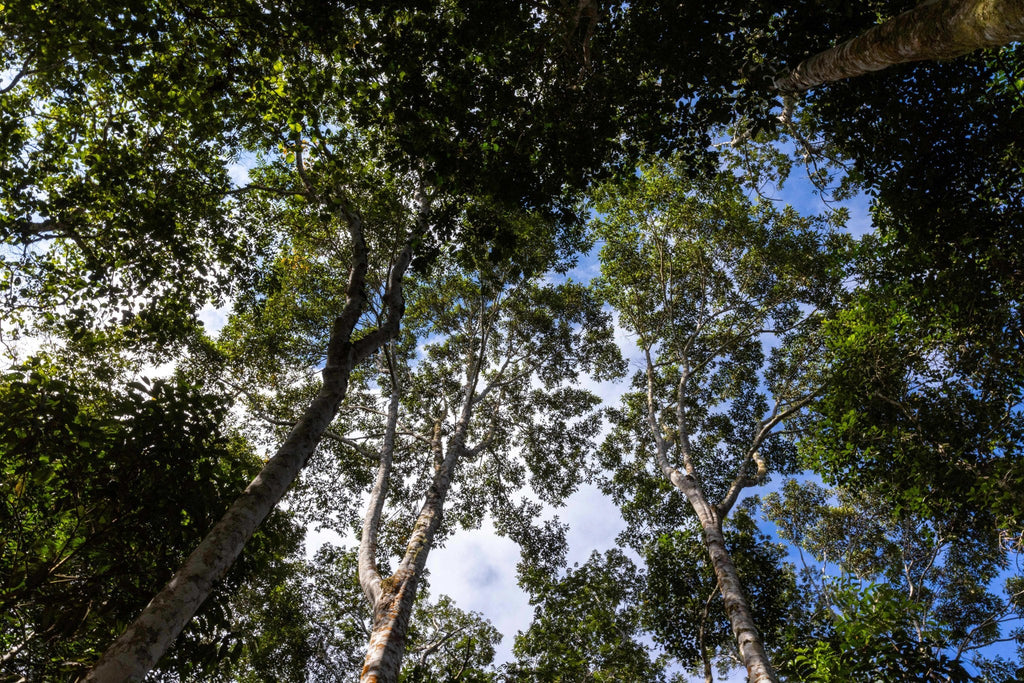 Forest canopy at APCERL