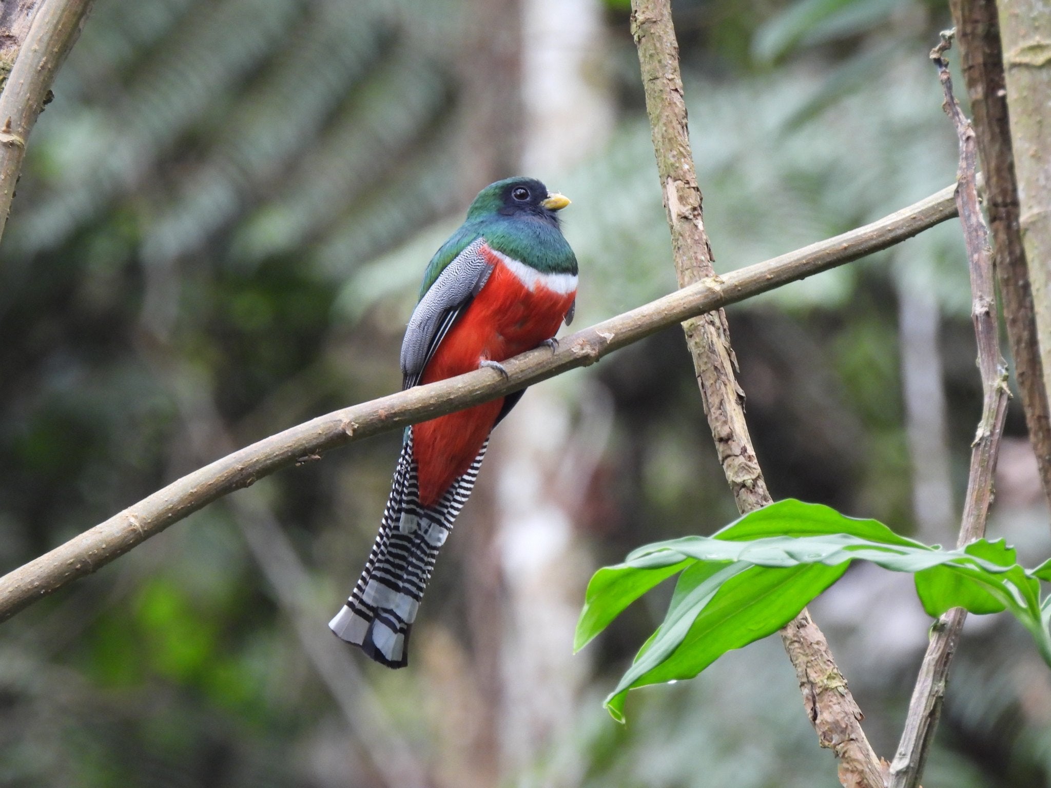Trogon at APCERL, Madidi National Park