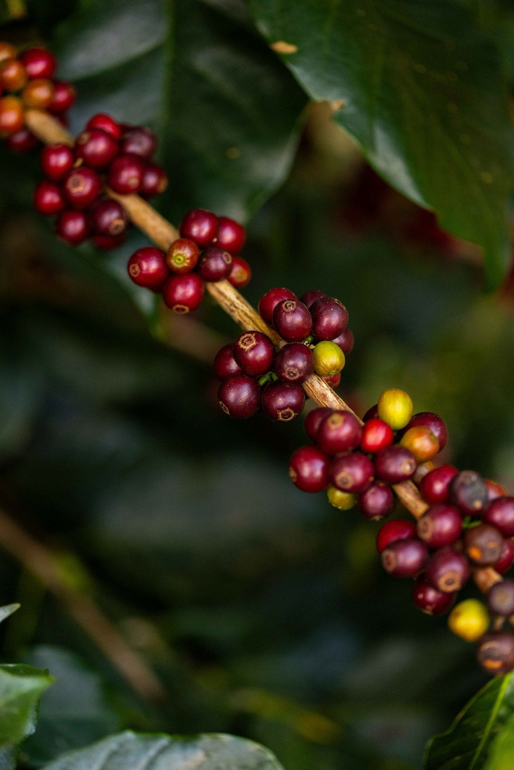 Ripe cherries at APCERL