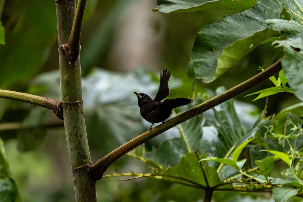 Birdlife at APCERL, Madidi National Park