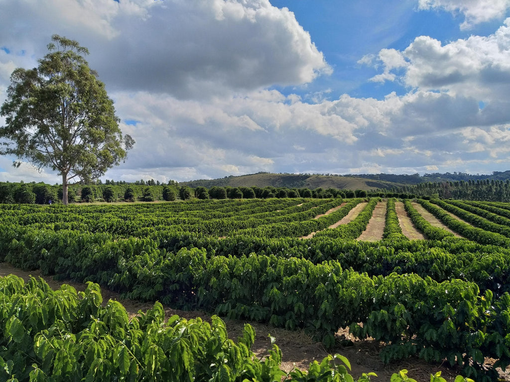 Fazenda do Cruzeiro - Yellow Catuai