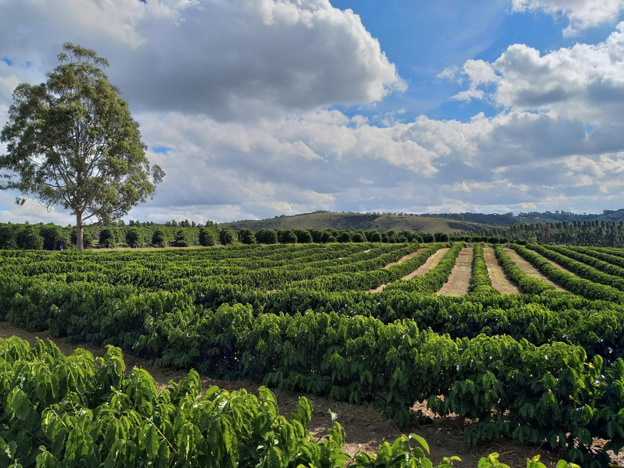 Fazenda do Cruzeiro - Yellow Catuai