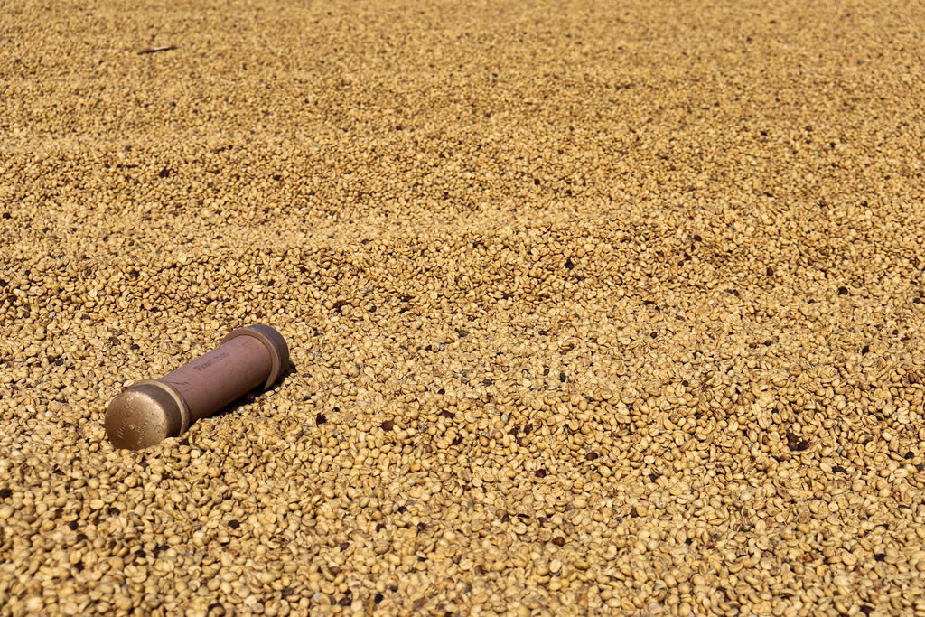 Fazenda do Cruzeiro - Yellow Catuai