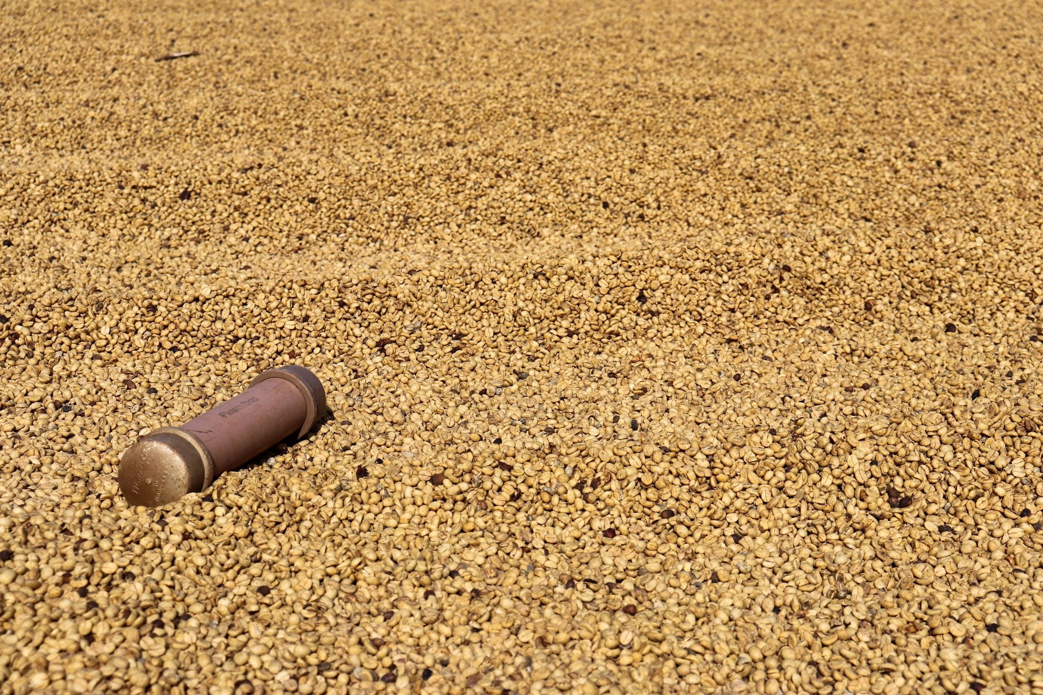 Fazenda do Cruzeiro - Yellow Catuai