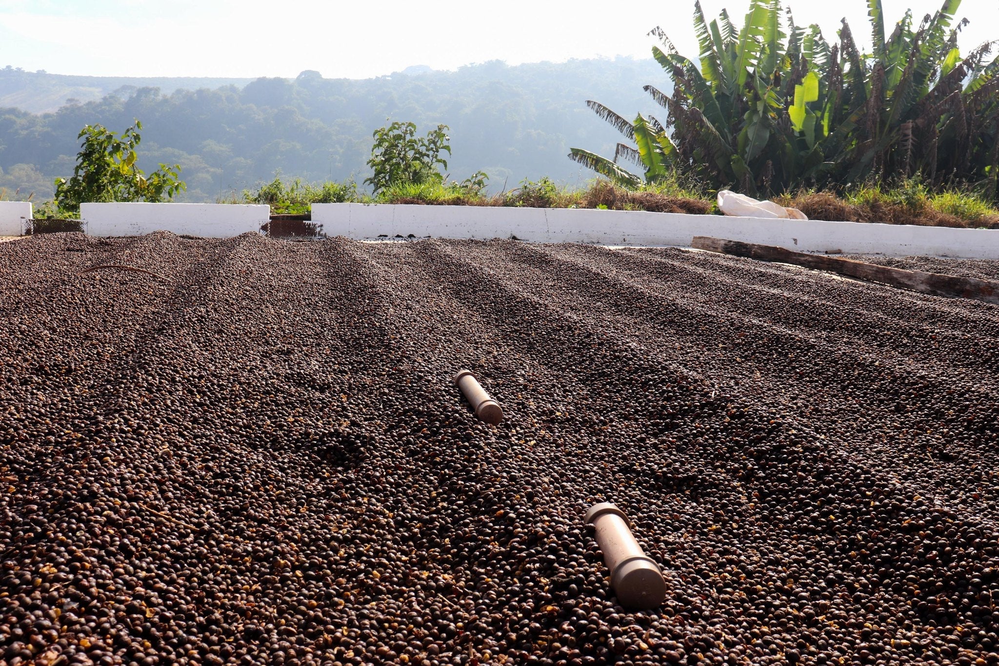 Fazenda do Cruzeiro - Yellow Catuai