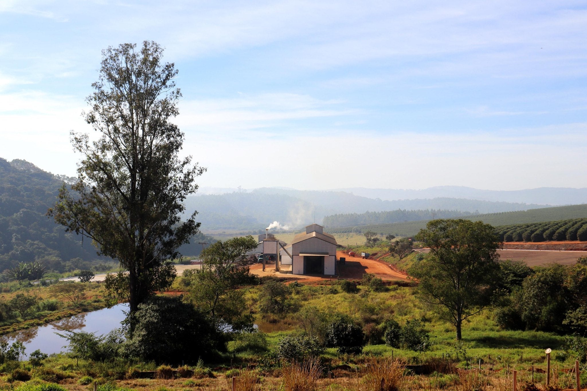 Fazenda do Cruzeiro - Yellow Catuai