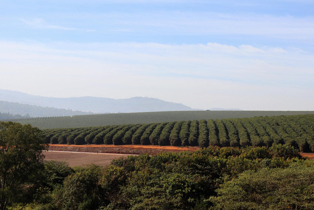 Fazenda do Cruzeiro - Yellow Catuai
