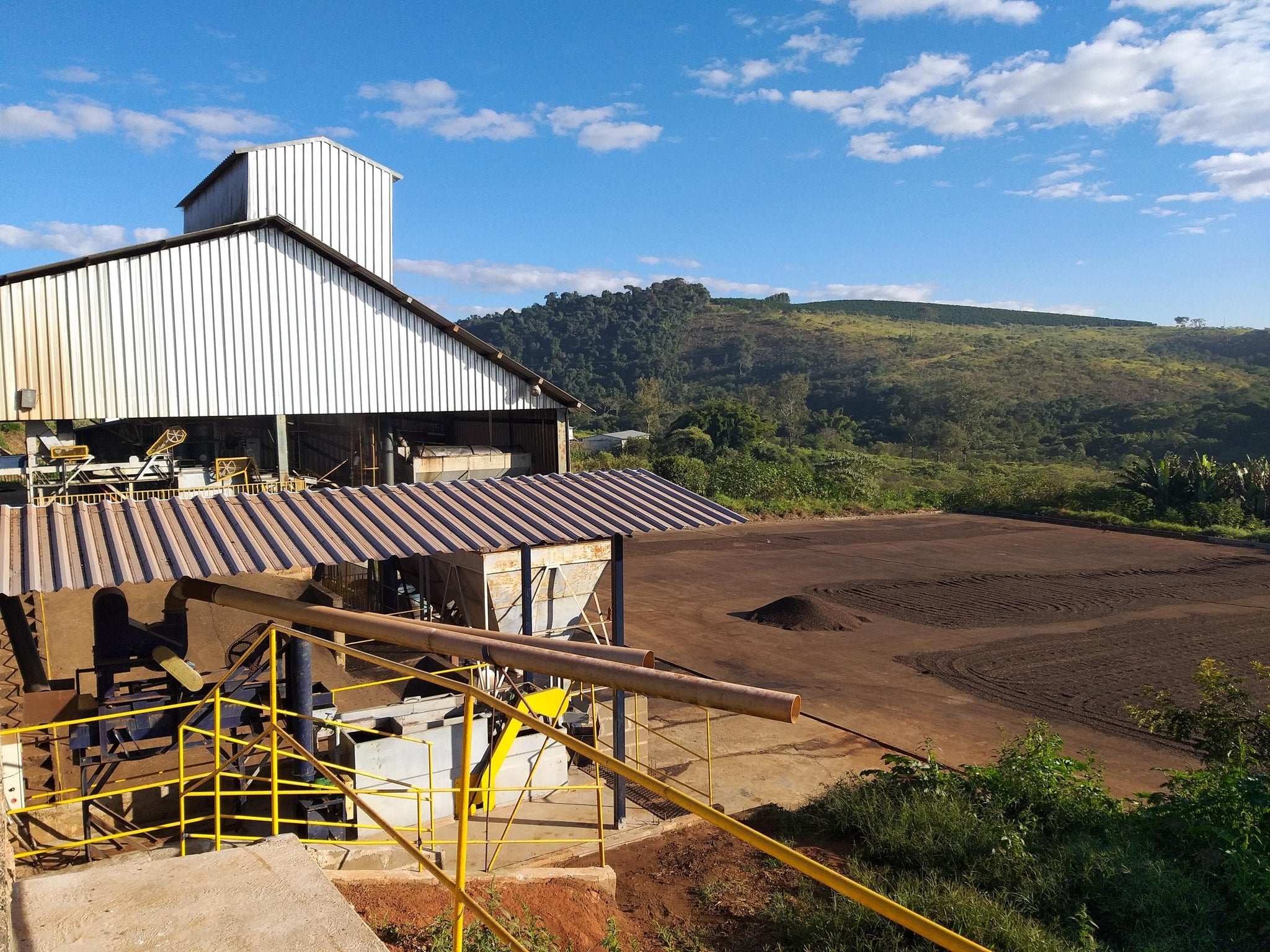 Fazenda do Cruzeiro - Yellow Catuai