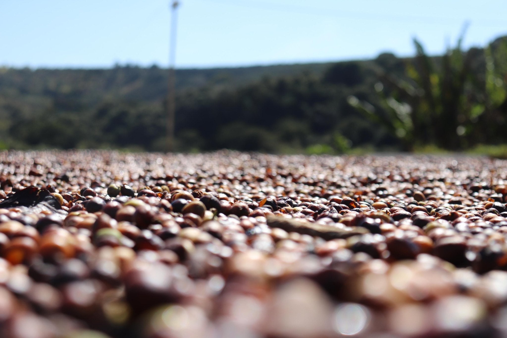Fazenda do Cruzeiro - Yellow Catuai