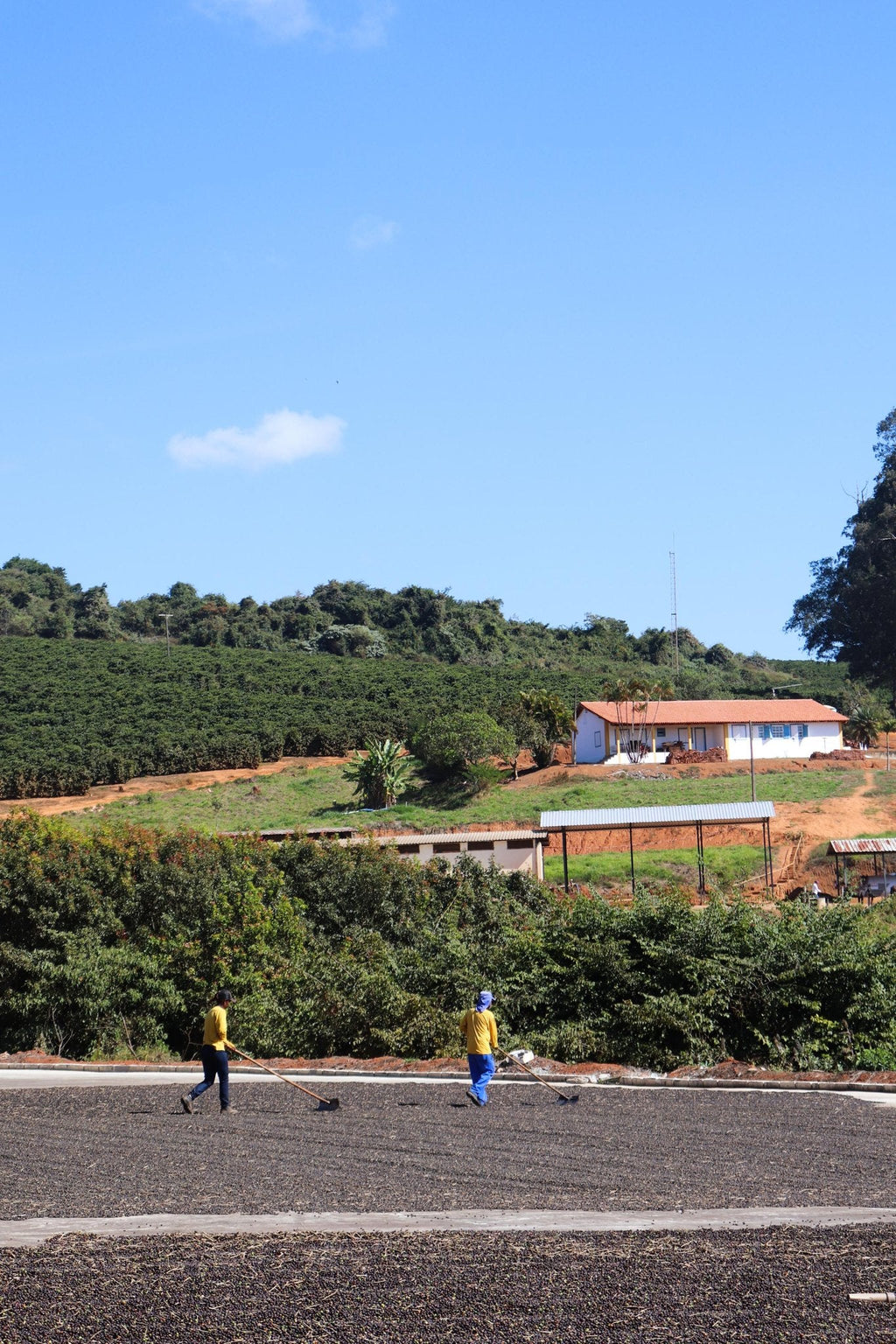 Fazenda do Cruzeiro - Yellow Catuai