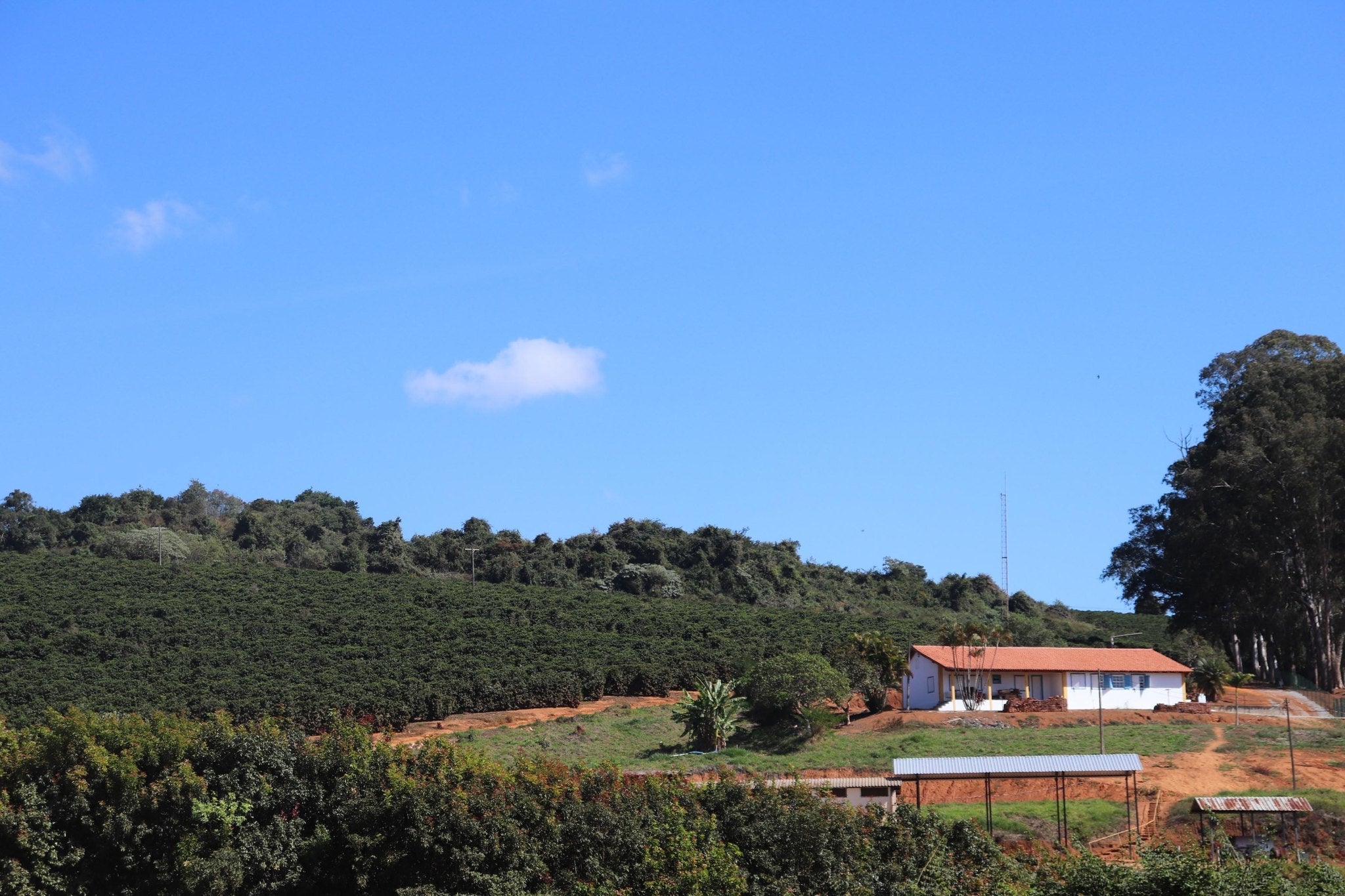 Fazenda do Cruzeiro - Yellow Catuai