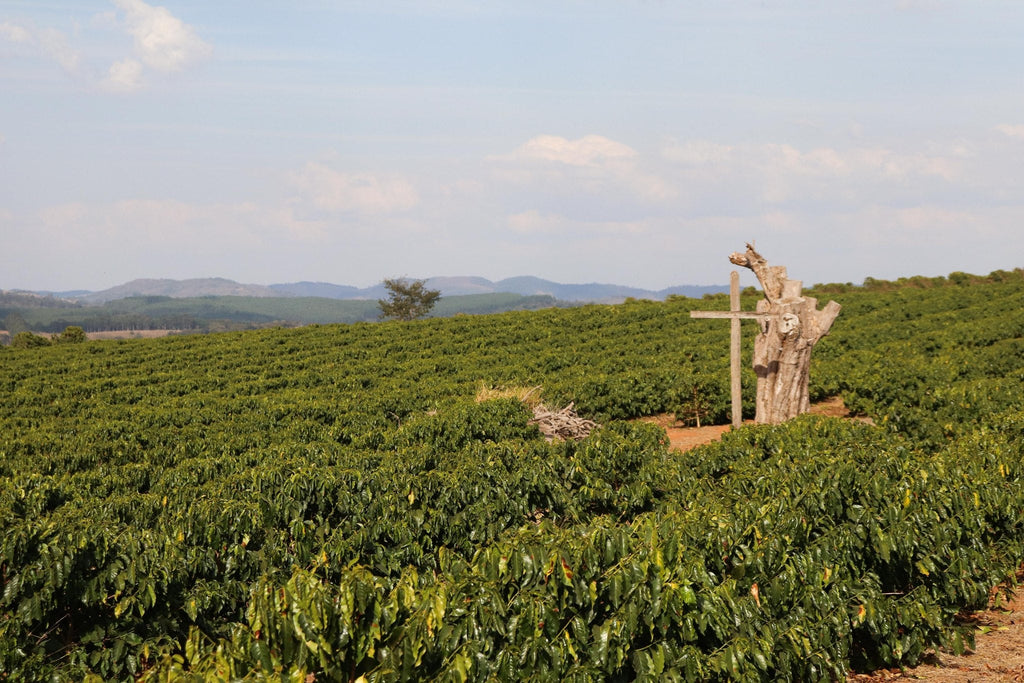 Fazenda do Cruzeiro - Yellow Catuai