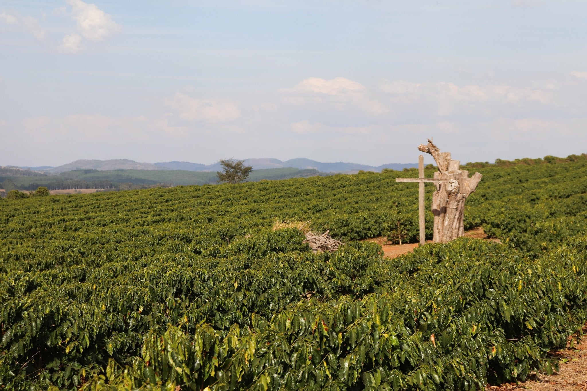 Fazenda do Cruzeiro - Yellow Catuai