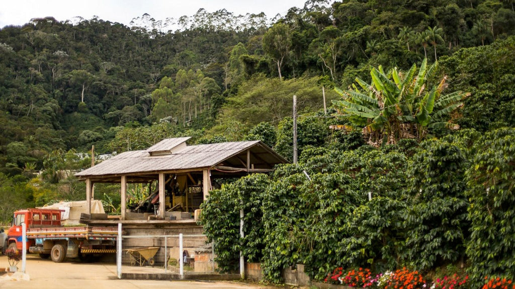 Sitio Recanto da Mata - Catucai 785