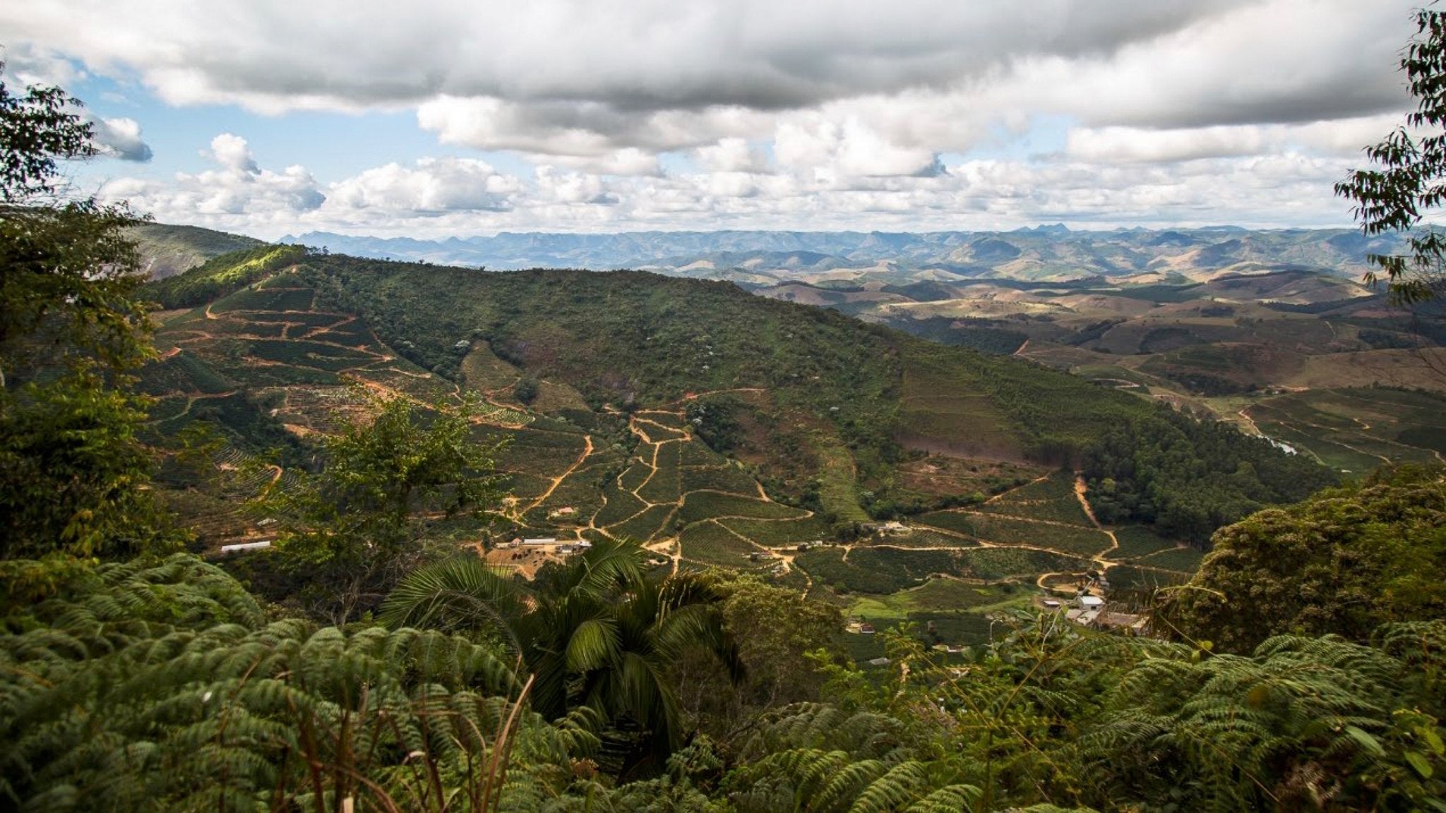 Sitio Recanto da Mata - Catucai 785