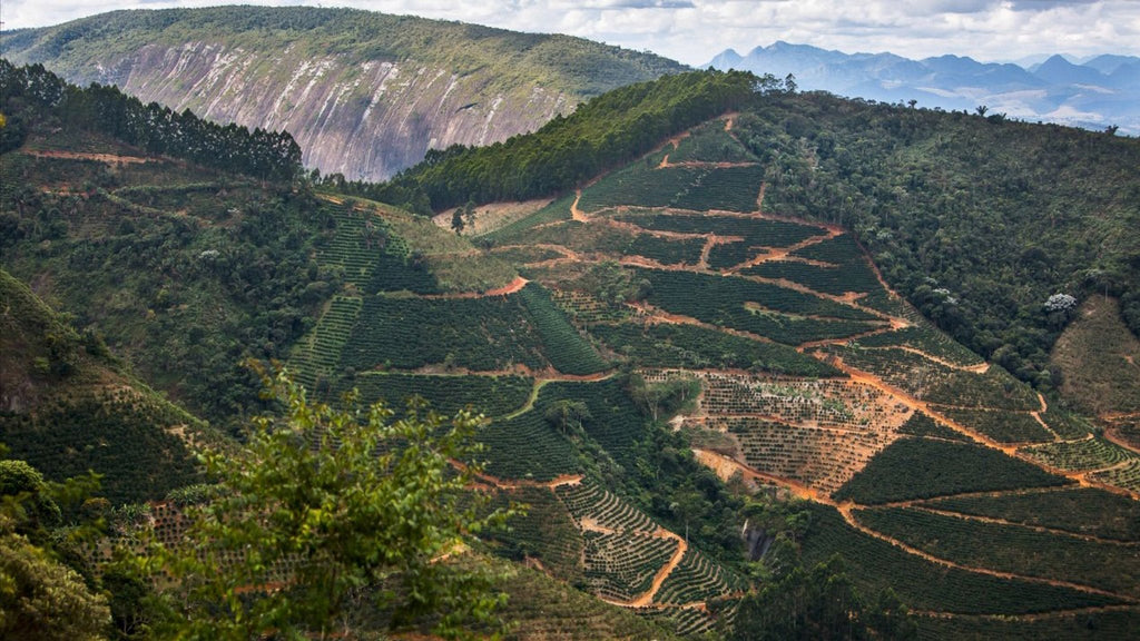 Sitio Recanto da Mata - Catucai 785