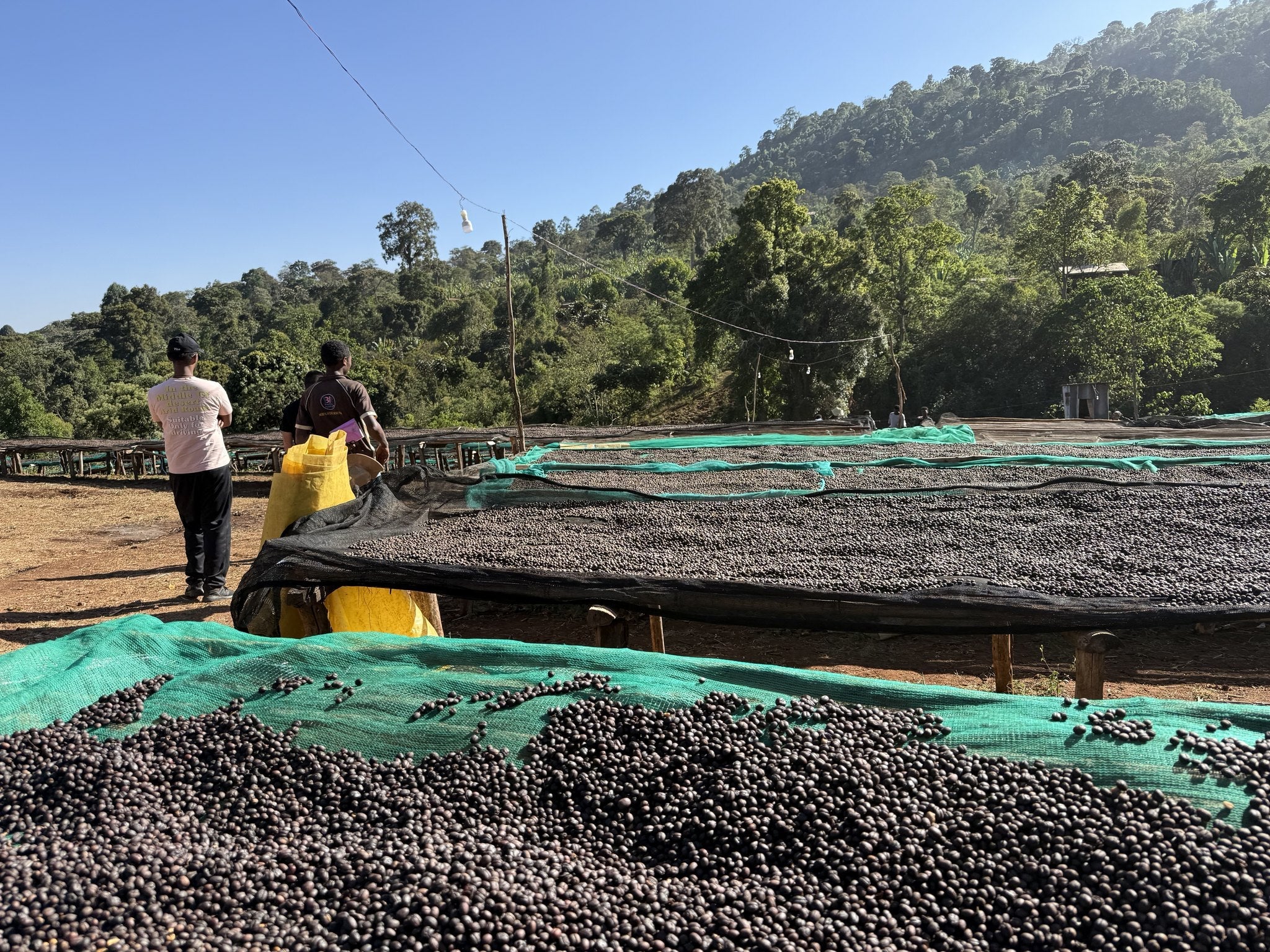 Drying beds at the Chelbesa wet mill surrounded by semi-forest