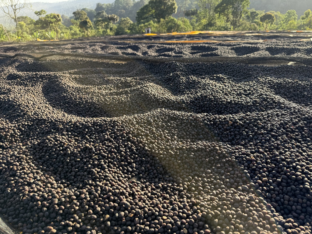 Whole cherry drying 15 to 19 days on African raised beds at Chelbesa